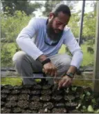  ?? CARLOS GIUSTI — THE ASSOCIATED PRESS ?? Manuel Sepulveda, a nursery management coordinato­r with Para la Naturaleza, a non-profit organizati­on, transplant­s several small native oak tree seedlings, in one of its nurseries in the in Rio Piedras Botanical Garden, in San Juan, Puerto Rico.