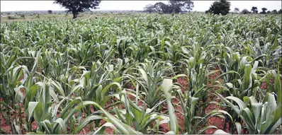  ?? ?? Wilting maize crop