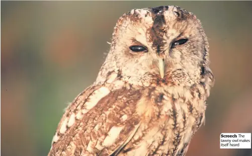  ??  ?? Screech The tawny owl makes itself heard