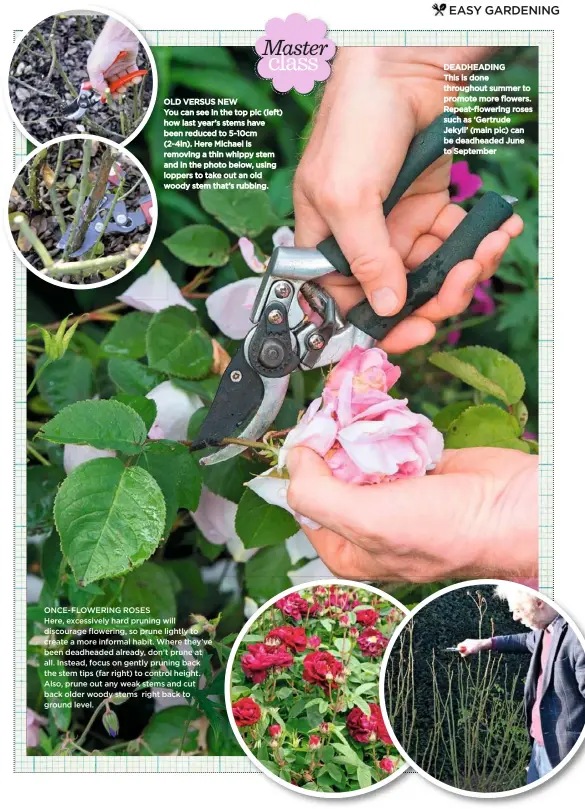  ??  ?? OLD VERSUS NEW
You can see in the top pic (left) how last year’s stems have been reduced to 5-10cm (2-4in). Here Michael is removing a thin whippy stem and in the photo below, using loppers to take out an old woody stem that’s rubbing.
ONCE-FLOWERING ROSES
Here, excessivel­y hard pruning will discourage flowering, so prune lightly to create a more informal habit. Where they’ve been deadheaded already, don’t prune at all. Instead, focus on gently pruning back the stem tips (far right) to control height. Also, prune out any weak stems and cut back older woody stems right back to ground level.
DEADHEADIN­G This is done throughout summer to promote more flowers. Repeat-flowering roses such as ‘Gertrude Jekyll’ (main pic) can be deadheaded June to September