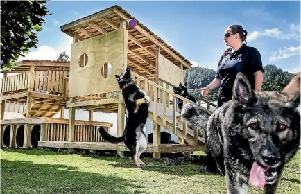  ?? PHOTO: MAARTEN HOLL/FAIRFAX NZ ?? Police-bred german shepherd Covac and potential police dog pup Ivy have their eyes on the ball, while breeding bitch Casha eyeballs the camera, They’re overseen by Simone Botterill.