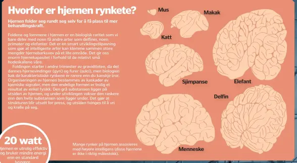  ??  ?? Mange rynker på hjernen assosieres med høyere intelligen­s ( disse hjernene er ikke i riktig målestokk). Mus Katt Makak Sjimpanse Menneske Delfin Elefant