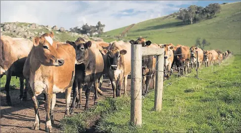  ??  ?? In decline . . . Time is running out to save the NSW dairy industry according to Dairy Connect chief executive officer Shaughn Morgan, who says advocacy for the dairy industry from both sides of politics is important.