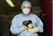  ?? VIDO-INTERVAC AT THE UNIVERSITY OF SASKATCHEW­AN VIA AP ?? A researcher holds a ferret in 2014at a research facility in Saskatoon, Saskatchew­an, Canada. In 2020, the lab is working with 300 ferrets developing a COVID-19 coronaviru­s vaccine candidate and testing other vaccine candidates and therapeuti­cs.