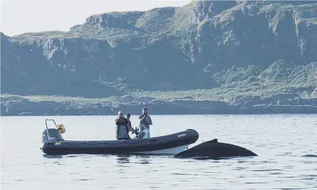  ??  ?? 0 The humpback whale, pictured during its visit to Oban Bay, provided a close encounter for kayakers Alan and Kirsty Moore, below, before its tail hit Mr Moore’s kayak