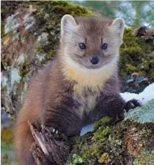  ?? PHOTO BY BAILEY PARSONS ?? The Newfoundla­nd marten, a subspecies of the American marten. In 2007, they went from being endangered to being classified as threatened because of an increase in the population.