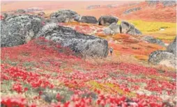  ?? Provided by Bering Land Bridge National Preserve ?? Fall colors at the Serpentine Hot Springs, Bering Land Bridge, Alaska.