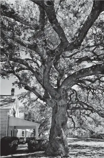  ?? Getty Images file photo ?? A stately live oak is the focal point of the Texas home of former U.S. President Lyndon B. Johnson near Stonewall. To plant and grow such a tree during the drought requires extra care.