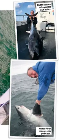  ??  ?? in UK waters.
Andrew Alsop releases a big porbeagle.