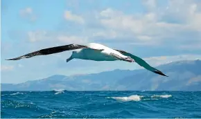  ??  ?? France’s navy plans to use wandering albatrosse­s fitted with tiny transceive­rs to locate fishing vessels in prohibited waters in the southern Indian Ocean.