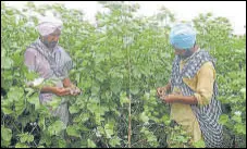  ?? HT PHOTO ?? Farmers inspecting cotton crop in Bathinda.