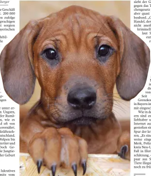  ?? FOTO: DPA ?? Manche Menschen sehen in Welpen vor allem ein gutes Geschäft. Das Bild zeigt einen jungen Rhodesian-Ridgeback.