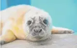  ?? PROVIDED ?? A male grey seal pup born at Brookfield Zoo on Feb. 17. He is currently behind the scenes bonding with his mother, Georgie.