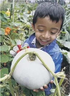  ??  ?? Harvesting a squash (photo: RHS)