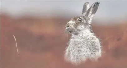  ??  ?? A mountain hare