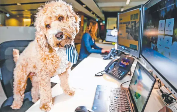  ?? Picture: TIM CARRAFA ?? Buddy the cavoodle at his desk at Melbourne Water, which encourages staff canines.