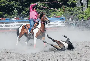  ?? Photo: FARMWATCH ?? A cowboy wrangles a toppled horse during a summer 2014/2015 rodeo event.