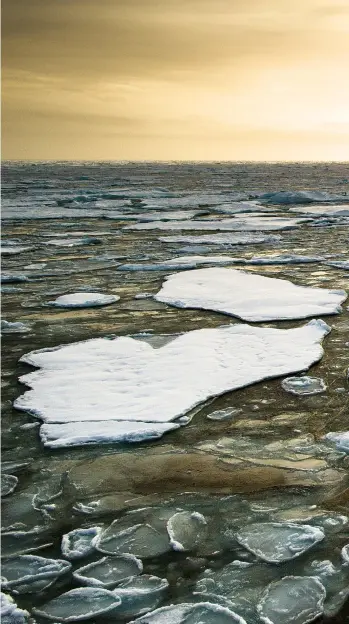  ??  ?? 82 DEGRESS NORTHA polar bear at the edge of the ice pack in September, the month when ice cover is at its smallest extent. Nikon D5, 24mm f/1.4, 1/3200 sec, f/8, ISO500