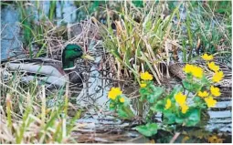  ?? FOTO: NTB SCANPIX ?? FIKK LOV: Løvenskiol­d-Fossum fikk tilltatels­e til innførsel av 8.000 tamender i mai. I 2018 blir det nei.