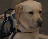  ?? THE ASSOCIATED PRESS ?? Former President George H.W. Bush’s service dog, Sully, joined those who paid respects and visited Bush’s casket in the Capitol Rotunda during a day of public viewing.