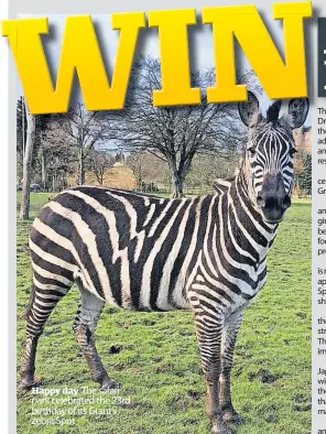  ?? ?? Happy day The safari park celebrated the 23rd birthday of its Grant’s zebra Spot