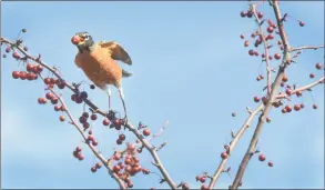  ?? Hearst CT Media file photo ?? A robin takes flight after plucking a berry from a tree at Fodor Farm in Norwalk.
