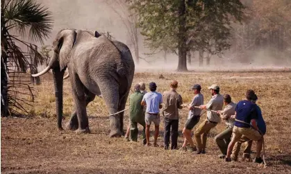  ?? Photograph: African Parks/Frank Weitzer/PA ?? Prince Harry, sixth from left, with African Parks in Malawi in 2016.