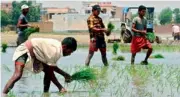  ??  ?? A file photo of Indian farmers planting rice in a field on the outskirts of Amritsar in Punjab. — AFP