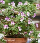  ?? ?? Pelargoniu­m