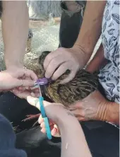  ?? ?? A weka entangled in a plastic bracelet was caught and saved from its sticky predicamen­t by a group of determined rescuers on Sunday.