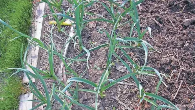  ?? OSU EXTENSION ?? A small corner of the garden can grow a year’s worth of garlic.