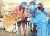  ?? HT PHOTO ?? Veterinari­ans examining the cattle at Ber Kalan village in Ludhiana district on Saturday.