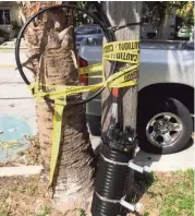  ?? LINDA ROBERTSON Miami Herald ?? A splice box and cables are strapped to a utility pole and palm tree by yellow caution tape.