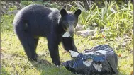  ?? Courtesy photo ?? Bags of garbage, as well as seed in bird feeders and food left outside in bowls for pets are some of the items that attract hungry bears.