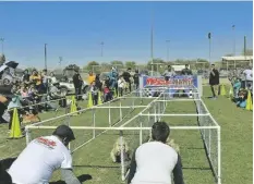  ?? FOTO CORTESÍA ?? ASPECTO DE LA CARRERA de perros de Mascota Mania, en anterior edition del festival de San Luis.