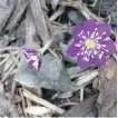  ?? SYLVIA SEIMENS ?? Hepatica can endure long winters and requires little to no maintenanc­e.