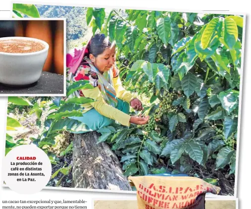  ?? ?? La producción de café en distintas zonas de La Asunta,
en La Paz.