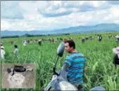  ?? DAI ZHENHUA / FOR CHINA DAILY ?? People look for chondrites (inset) in a sugarcane field in Manlun village in Yunnan province on Monday.