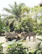  ??  ?? A herd of zebras grazing in Singapore Zoo’s Wild Africa exhibit.