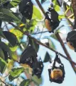  ??  ?? HANGING OUT: A flying fox colony near Cairns library is proving noisy for residents.