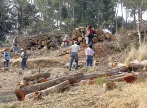  ?? | CUARTOSCUR­O ?? En 2015 vecinos se opusieron a la tala en Río Mixcoac por la construcci­ón de un desnivel vehicular que ahora está por inaugurars­e.