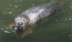  ??  ?? Teatree in his pool at Courtown’s Seal Rescue Ireland recently.