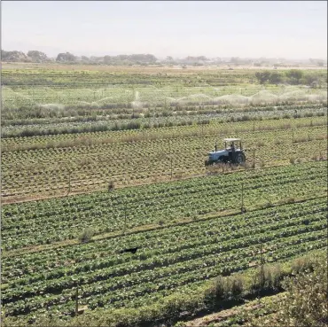  ?? FILE PHOTO: TRACEY ADAMS ?? The writer says that even without the recent drought farming is South Africa is exceedingl­y tough.