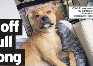  ??  ?? Chief, 2, was taken by a group of thieves in Holderness Road