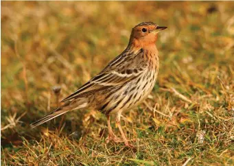  ?? ?? FIVE: Red-throated Pipit (Buness, Fair Isle, 18 October 2014). An adult Red-throated Pipit in its brick-red summer plumage is both beautiful and unmistakab­le. This coloration is variable, but the richness and extent of the red hues here indicate that this bird is a male (although there is some overlap between the sexes). Other typical Red-throated Pipit features visible here include the rather crisp whitish fringes to the wing coverts and tertials and, perhaps more striking, the distinct rather heavy dark streaking in the flanks and strongly lined appearance to the mantle.