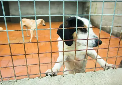  ?? JESÚS G. FERIA ?? Dos perros en un refugio para animales abandonado­s