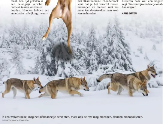  ?? FOTO GETTY IMAGES/ISTOCKPHOT­O ?? In een wolvenroed­el mag het alfamannet­je eerst eten, maar ook de rest mag meedoen. Honden monopolise­ren.