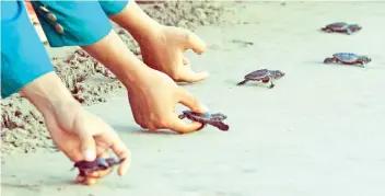  ??  ?? Students and children release baby turtles into their habitat, on the turtle conservati­on Aroen Meubanja beach, in Aceh Jaya, Aceh province. The release of the turtle is an effort to save and restore the endangered turtle population in Indonesia. — AFP photo