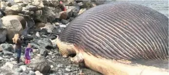  ?? NTV NEWS FILE PHOTO ?? One of the two rotting blue whale carcasses on Newfoundla­nd’s shoreline back in May 2014.