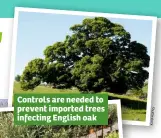  ??  ?? Controls are needed to prevent imported trees infecting English oak